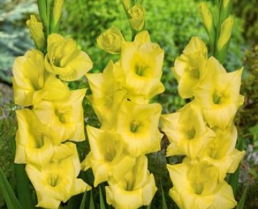 Гладиол Nova lux 